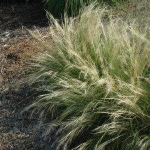 Stipa – Pony Tail – 4.5″ Pot