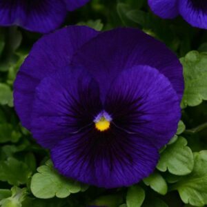 Pansy – Matrix Deep Blue Blotch – 4.5″ Pot