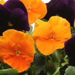 Pansy – Matrix Halloween Mix – 4.5″ Pot