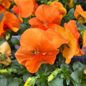 Pansy – Matrix Deep Orange – 4.5″ Pot