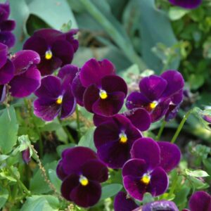 Pansy – Matrix Purple – 4.5″ Pot