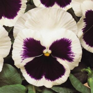 Pansy – Matrix White Blotch – 4.5″ Pot