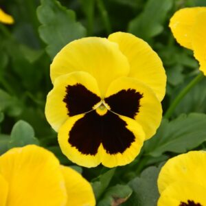 Pansy – Matrix Yellow Blotch – 4.5″ Pot