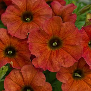 Petchoa SuperCal Premium – Cinnamon – 10″ Hanging Basket
