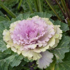 Flowering Cabbage – Osaka Pink – 8″ Pot