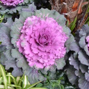 Flowering Cabbage – Osaka Red – 8″ Pot