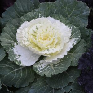 Flowering Cabbage – Osaka White – 8″ Pot