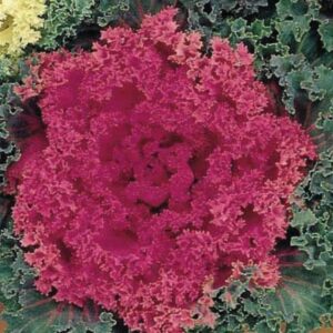 Flowering Kale – Nagoya Rose – 8″ Pot