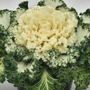 Flowering Kale – Nagoya White – 8″ Pot