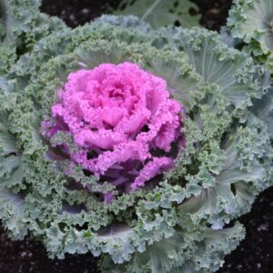 Flowering Kale – Nagoya Red – 4.5″ Pot