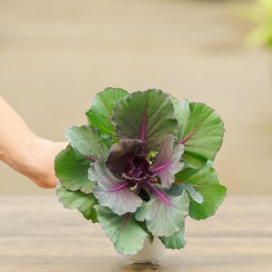 Flowering Cabbage – Pigeon Purple – 4.5″ Pot