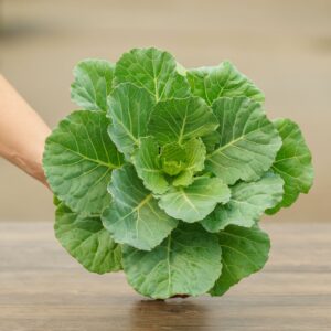 Flowering Cabbage – Pigeon White – 4.5″ Pot
