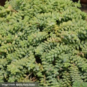 Sedum morganianum (Donkey’s Tail) – 4″ Pot