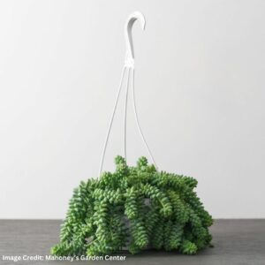 Sedum morganianum (Donkey’s Tail) – 6″ Hanging Basket