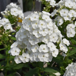 Phlox Luminary – Backlight – #1 Container