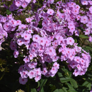 Phlox Luminary – Opalescence – #1 Container