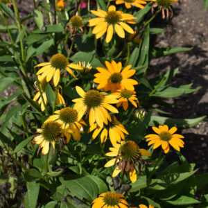 Echinacea (Coneflower) – Artisan Yellow Ombre – #1 Container