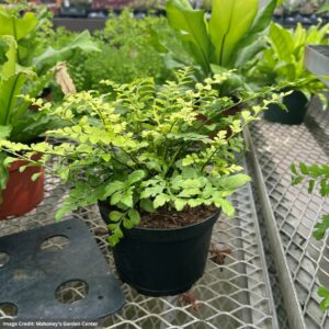 Asplenium Bulbiferum (Mother Fern) – 6″ Pot