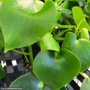 Owl Eye Peperomia