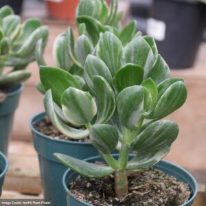 Jade – Variegated – 4″ Pot