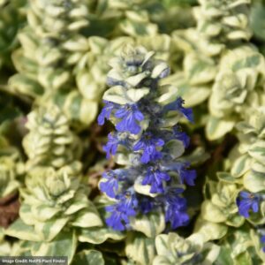 Ajuga (Bugleweed) – Silver Queen – 4.5″ Pot