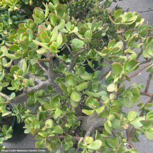 Jade – Regular Bare Stems – 7 Gallon Pot