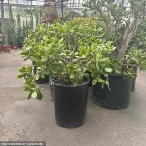 Jade – Regular Stump – 7 Gallon Pot