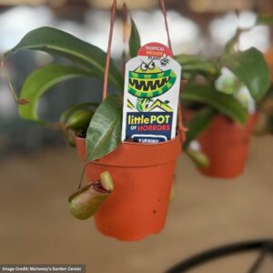 Pitcher Plant – 6″ Hanging Basket