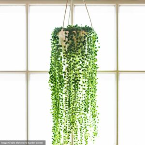 String Of Pearls – 4″ Hanging Basket