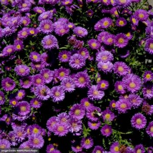 Aster – Magic – 2.55 Quart