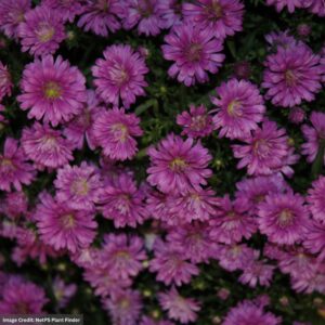 Aster – Pink Henry – 2.55 Quart