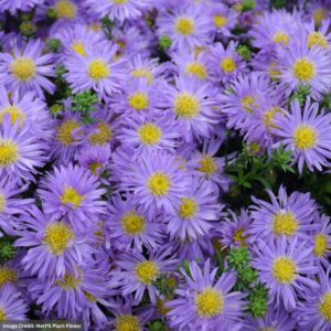 Aster – Kickin Purple – #2 Container