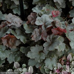 Heuchera – Black Olive – 4.5″ Pot