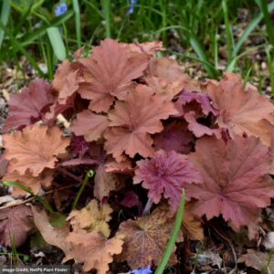 Heuchera – Mega Caramel – #1 Container