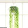 String Of Bananas – 4″ Hanging Basket