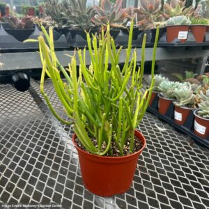 Euphorbia Tirucalli (Pencil Cactus) – Firesticks – 6″ Pot