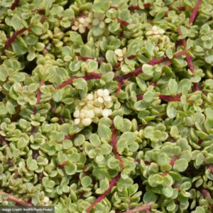 Variegated Elephant Food