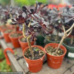 Aeonium Black Rose Tree Form