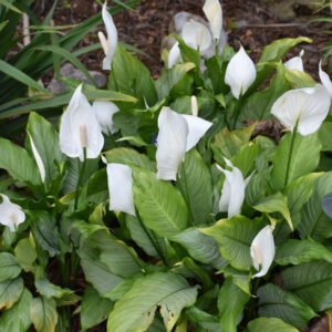 Spathiphyllum – Platinum Mist – 6″ Pot