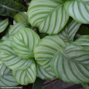 Calathea Orbifolia