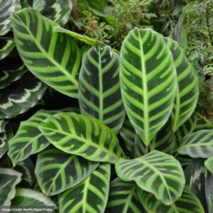 Calathea zebrina