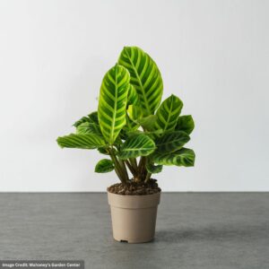 Calathea – Zebrina – 5″ Pot