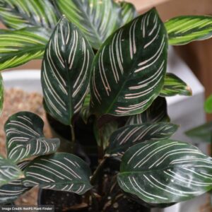 Calathea ornata