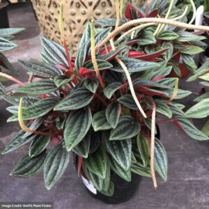 Peperomia Rosso