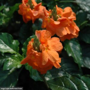 Crossandra – Sundance – 4″ Pot