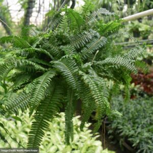 Fern – Jester’s Crown – 4″ Pot