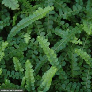 Fern – Lemon Button – 4″ Pot