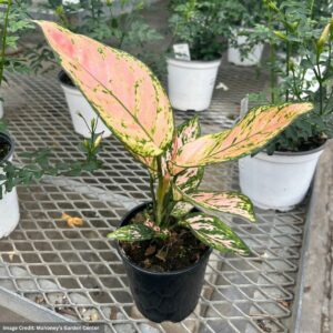 Aglaonema – Lady Valentine – 5″ Pot