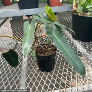 Philodendron black billietiae