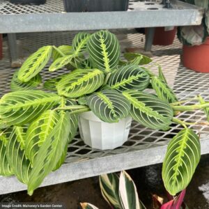 Maranta Lemon Lime